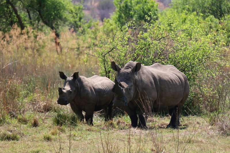 OuKlip Game Lodge, Klipdrift, South Africa