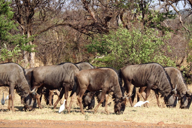 OuKlip Game Lodge, Klipdrift, South Africa