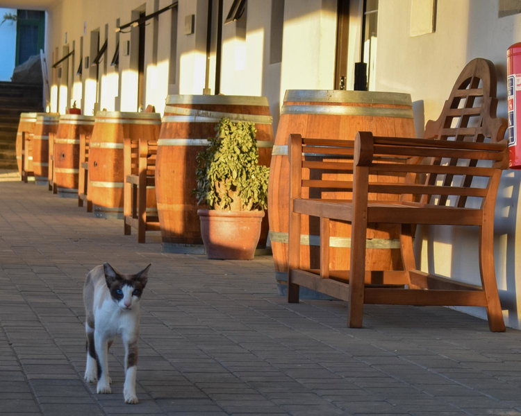 Middelplaas Paarl Guesthouse, Paarl, South Africa