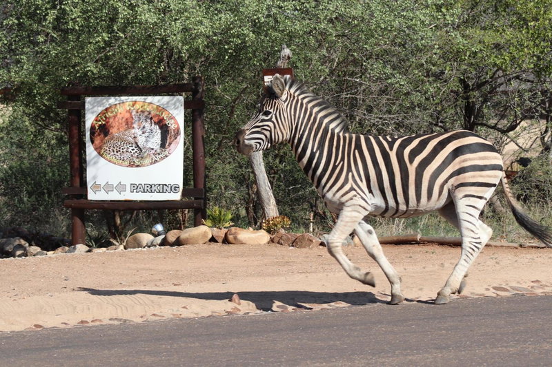 B&B African Rock Lodge, Hoedspruit, South Africa