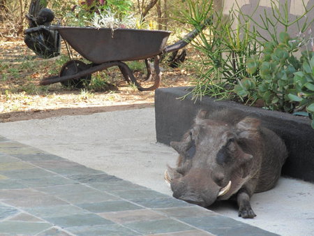B&B African Rock Lodge, Hoedspruit, South Africa