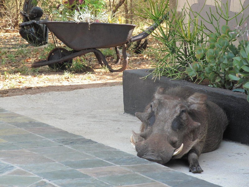 B&B African Rock Lodge, Hoedspruit, South Africa