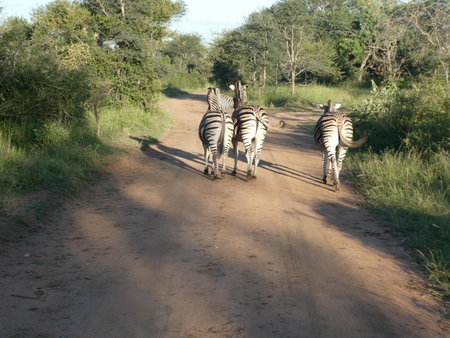 Gem In The Bush Lodge, Hoedspruit, South Africa