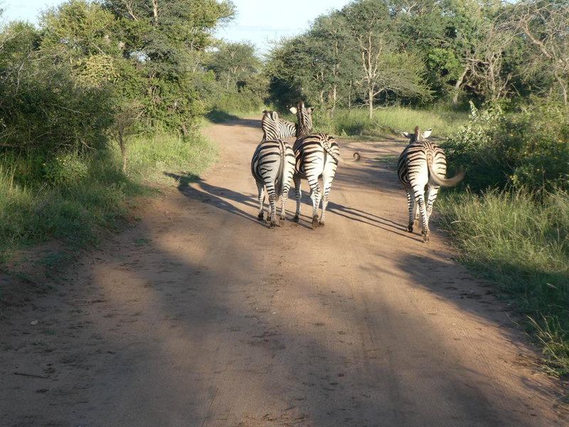 Gem In The Bush Lodge, Hoedspruit, South Africa