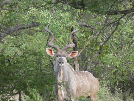 Gem In The Bush Lodge, Hoedspruit, South Africa