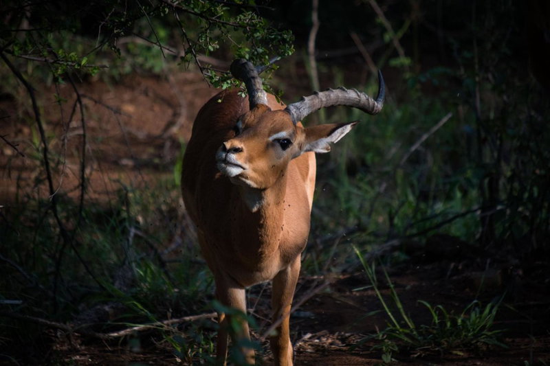 Lush Private Game Lodge, Pilanesberg, South Africa