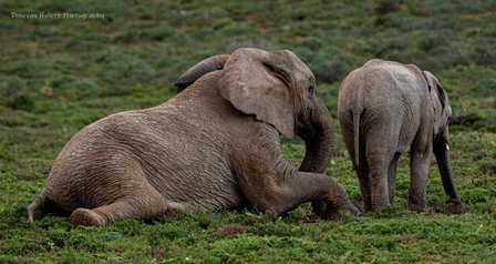 Woodbury Tented Camp – Amakhala Game Reserve, Amakhala Game Reserve, South Africa