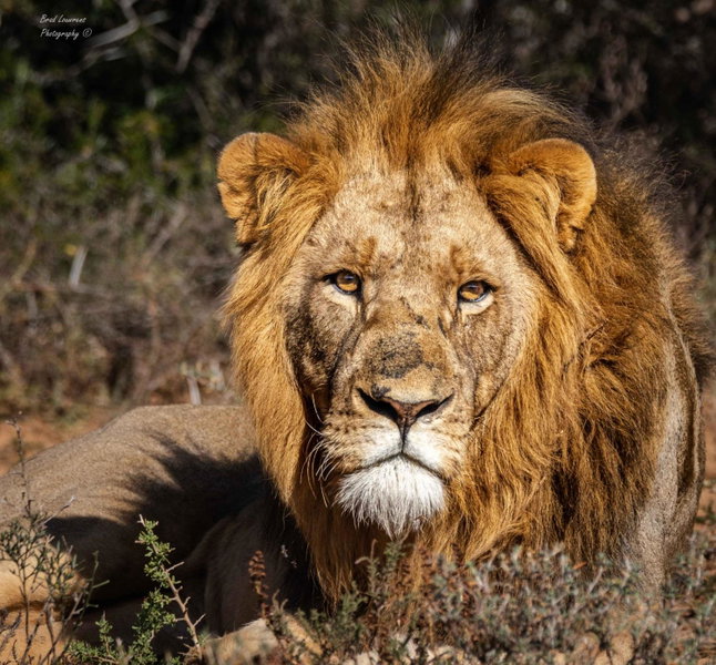 Woodbury Tented Camp – Amakhala Game Reserve, Amakhala Game Reserve, South Africa