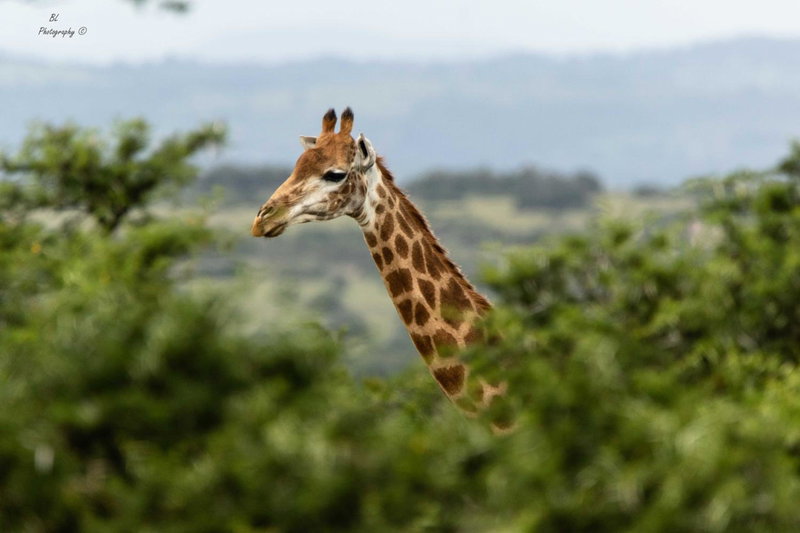 Woodbury Tented Camp – Amakhala Game Reserve, Amakhala Game Reserve, South Africa