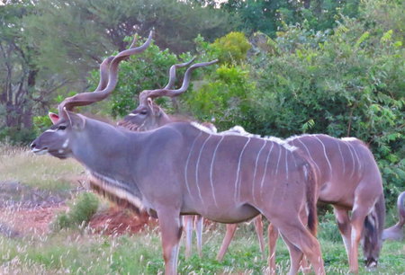 Wild Dog Guest Lodge, Hoedspruit, South Africa