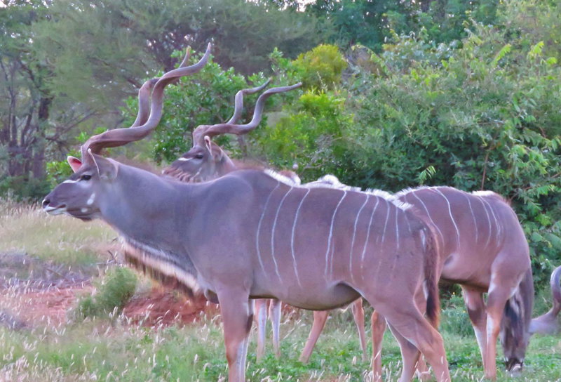 Wild Dog Guest Lodge, Hoedspruit, South Africa