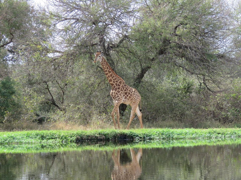 Wild Dog Guest Lodge, Hoedspruit, South Africa
