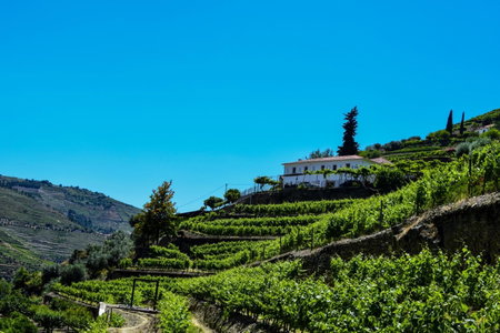 Quinta de la Rosa, Vila Real, Portugal