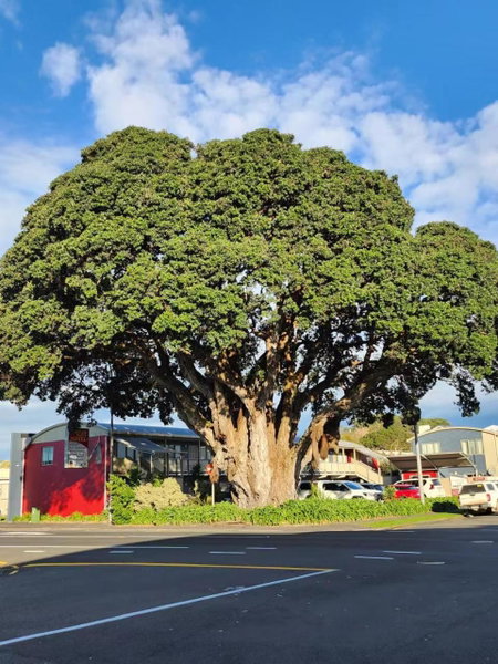Landmark Manor, New Plymouth, New Zealand