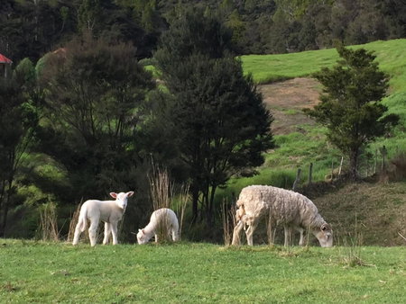 The Hideout, Mangawhai, New Zealand