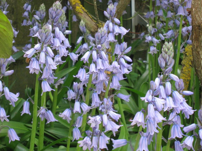 Bluebell Lodge and Cottage, Hastings, New Zealand