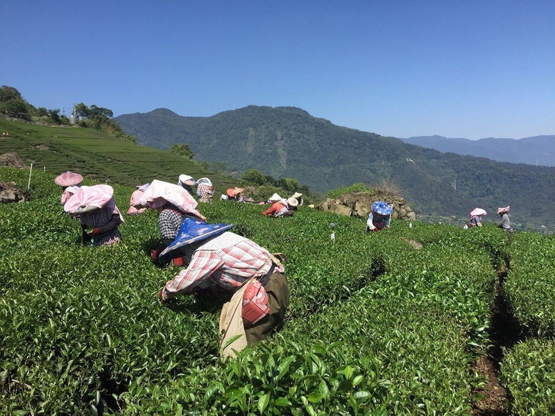 Tea Cloud Guest House, Alishan, Taiwan