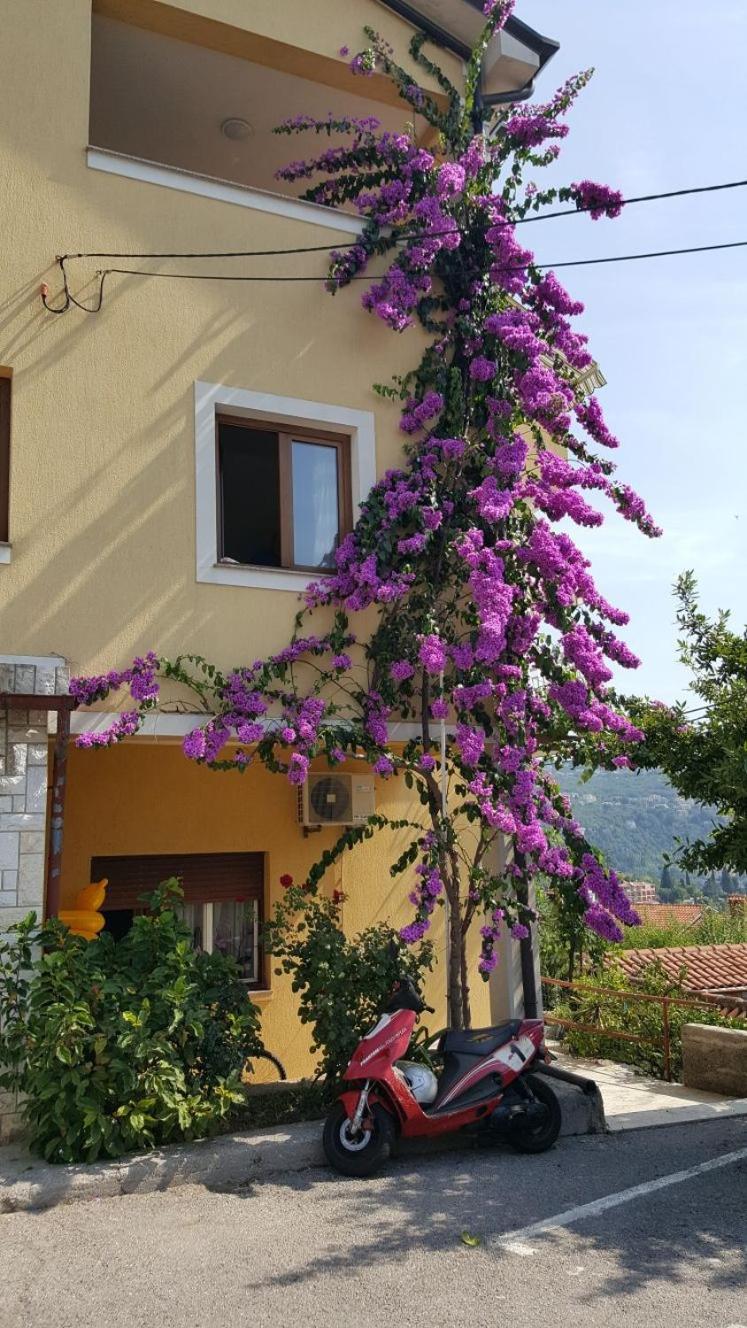 Apatmani Milena, Croatia