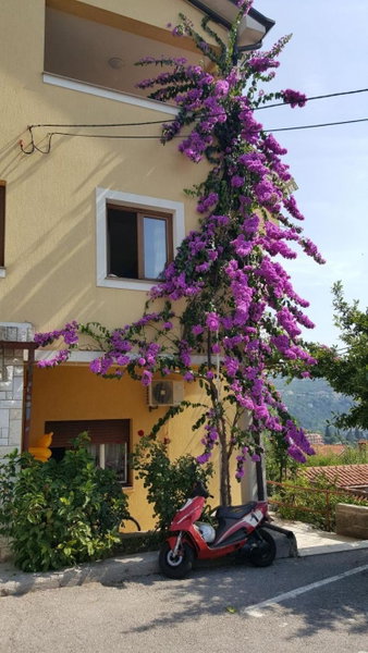 Apatmani Milena, Rijeka, Croatia