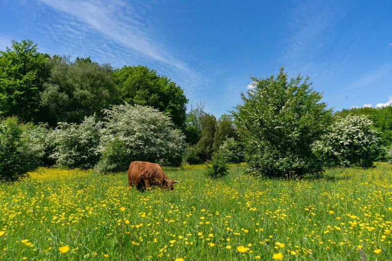 EuroParcs Het Amsterdamse Bos, Amstelveen, The Netherlands