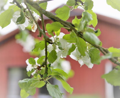 Villa Maria Garden Cottages, Helsingborg, Helsingborg, Sweden