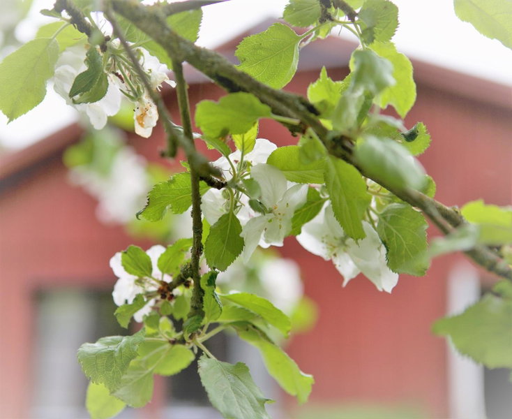 Villa Maria Garden Cottages, Helsingborg, Helsingborg, Sweden
