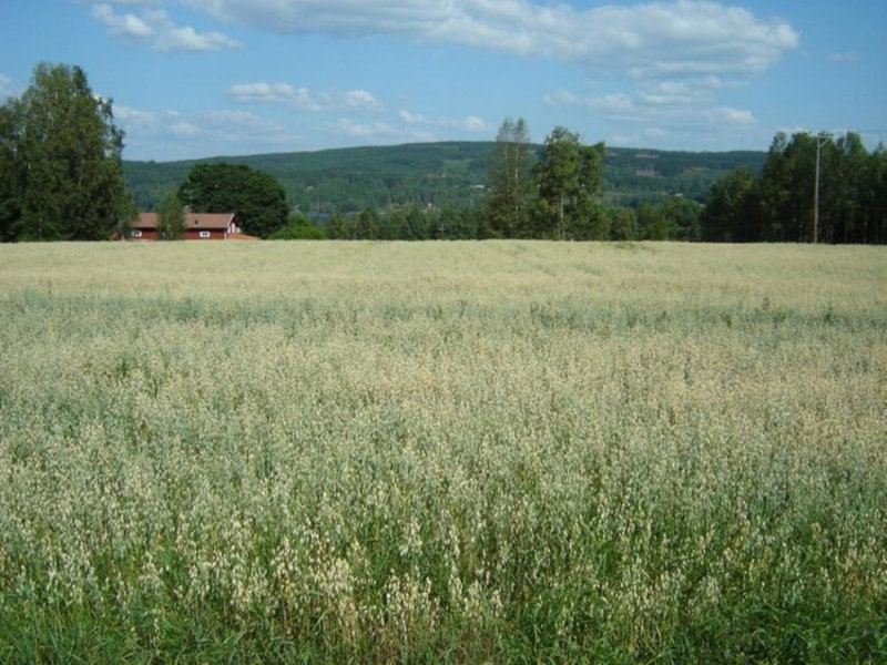 The Green House Guesthouse, Sunnemo, Sweden