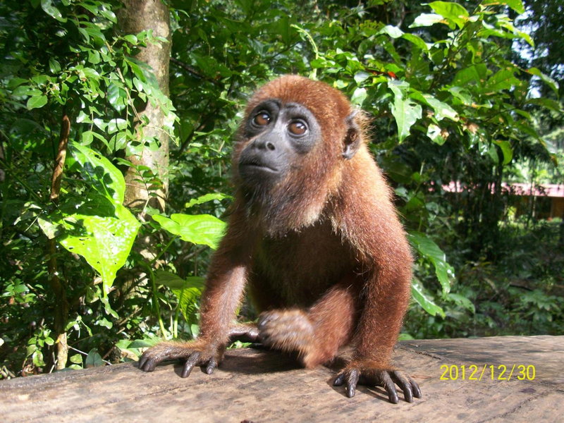Tronco Tambopata Adventure, Puerto Maldonado, Peru