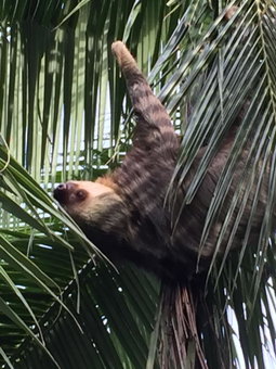La Diosa Nature Lodge, Cahuita, Коста-Рика