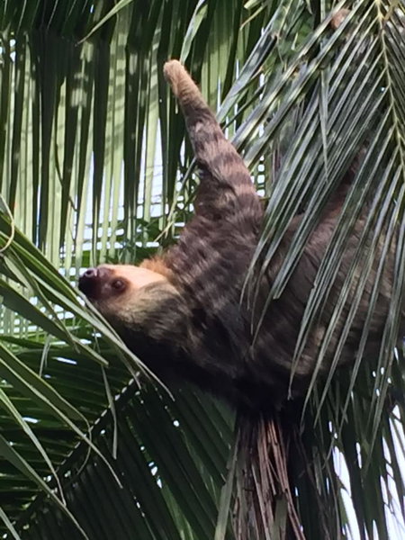 La Diosa Nature Lodge, Cahuita, Коста-Рика