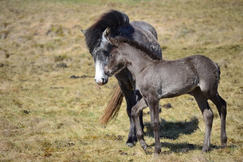 Neðra-Vatnshorn, Hvammstangi, Iceland