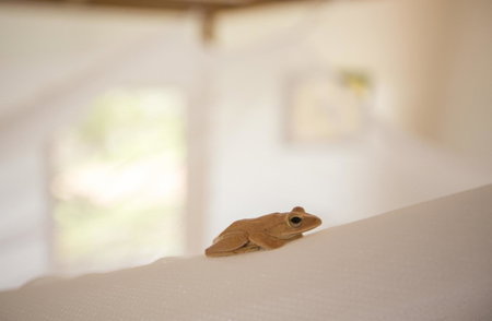 Champa Lodge, Kampot, Camboya