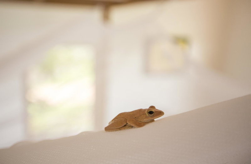 Champa Lodge, Kampot, Camboya