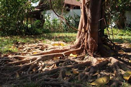 Terres Rouges Lodge, Banlung, Cambodia