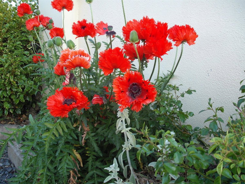 Maryville Bed and Breakfast, Nenagh, Ireland