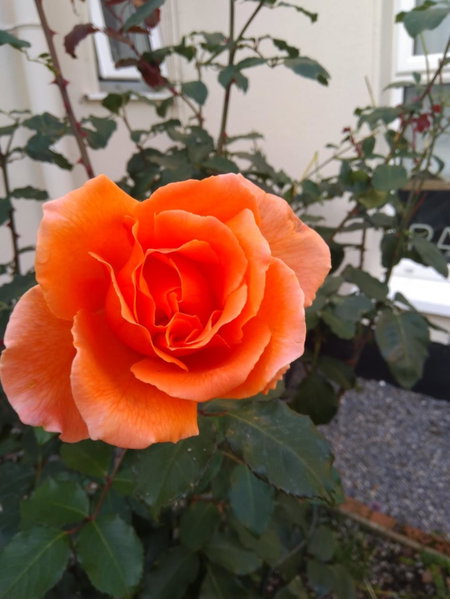 Twin Oaks Bed & Breakfast, Kilkenny, Irland