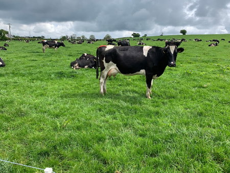 Keeraun Hill, Banagher, Irlanda