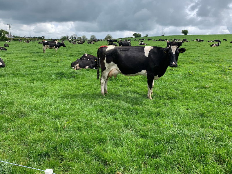 Keeraun Hill, Banagher, Irlanda