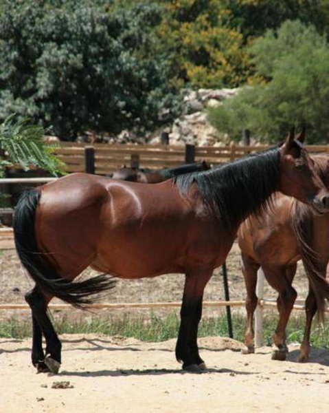 Vered Hagalil Holiday Village Hotel, Safed, Israel