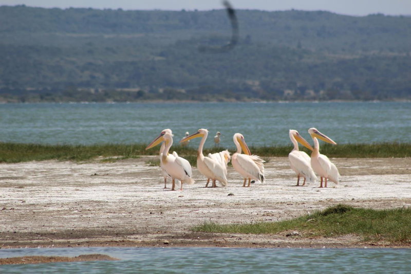 Cactus Eco Camp and Lodge, Ol Kalou, Kenia