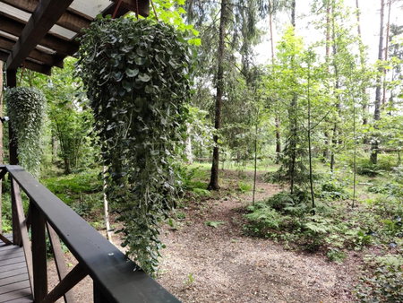 Meža māja, Zaķumuiža, Latvia