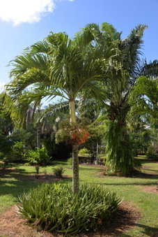 Domaine des Oiseaux Réunion, Saint-André, Réunion