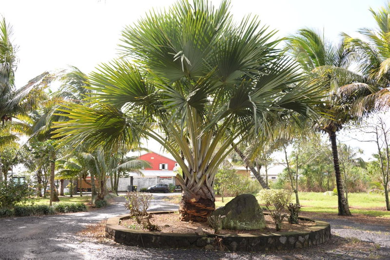 Domaine des Oiseaux Réunion, Saint-André, Réunion