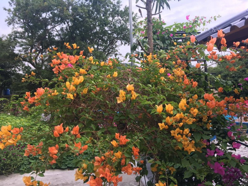Catba Papillon Garden Bungalows & Resort, Cat Ba, Vietnam
