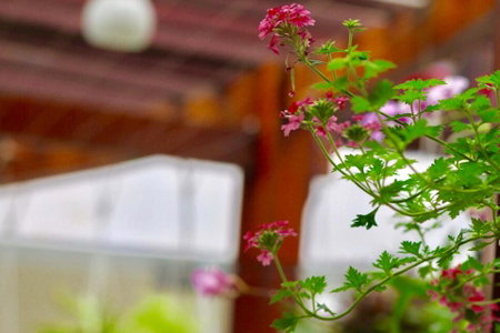 Long Life Riverside Hotel, Hoi An, Việt Nam