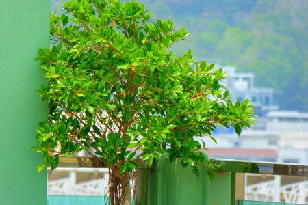 Add Plus Hotel & SPA, คาทุ, ประเทศไทย
