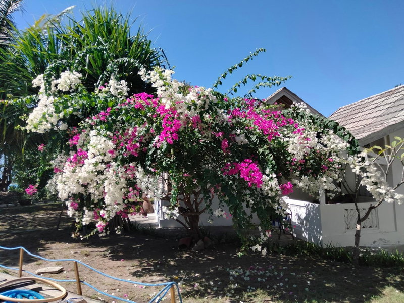 Juliantos by the sea, Gili Air, 인도네시아 공화국