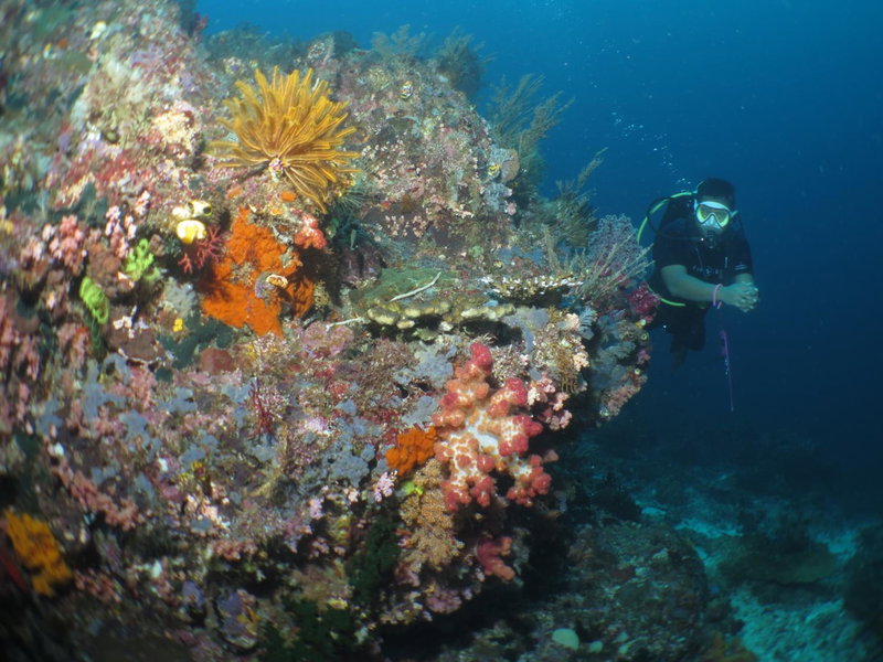 Hamueco Dive Resort Raja Ampat, Tapokreng, Indonesia