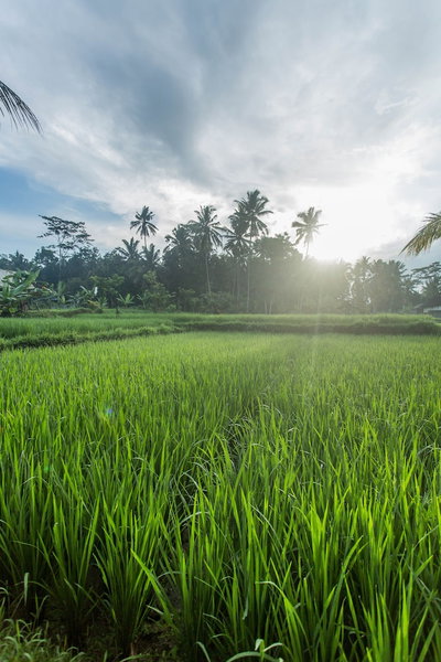 Ubud Luwih Villa, Ubud, 인도네시아 공화국