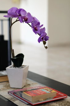 Cameng Homestay, Denpasar, Indonesia